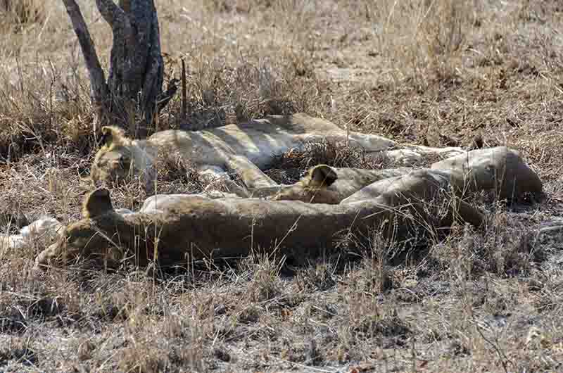 35 - Leonas - parque nacional Kruger - Sudafrica
